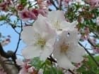 染井吉野櫻